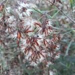 Baccharis halimifolia Flower