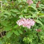 Syringa villosa Flower