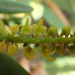 Bulbophyllum scaberulum Blomst