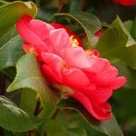 Camellia sasanqua Flor