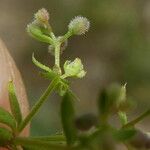 Galium parisiense Vrucht