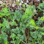 Vigna frutescens Leaf