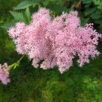 Filipendula rubra Flor