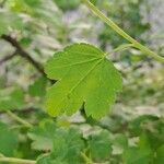 Ribes alpinum Leaf