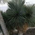 Yucca elata Blad