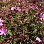 Geranium purpureum Kwiat