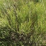 Ephedra viridis Leaf