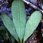 Plerandra crassipes Leaf