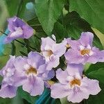 Thunbergia grandiflora Květ