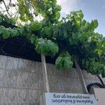 Ficus umbellata List