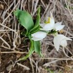 Chlorophytum tuberosum Habitatea