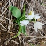 Chlorophytum tuberosum 整株植物