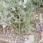 Brimeura amethystina Libunga
