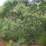 Acacia spirorbis 整株植物