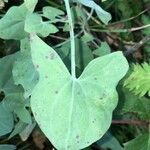 Rumex scutatus Hoja