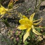 Aquilegia chrysantha Blüte