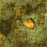 Picralima nitida Corteza