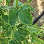 Cleome viscosa Folha