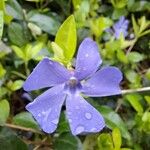 Vinca minorBlüte