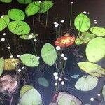 Eriocaulon aquaticum Blomst