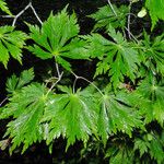Acer japonicum Hostoa