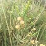 Euphorbia gossypina Fruit