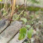 Salvia microphylla List