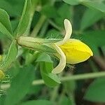 Lotus maritimus Flower