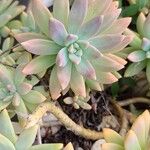 Dudleya greenei Feuille