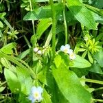 Myosotis scorpioides Blad