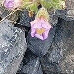 Chaenorhinum origanifolium Žiedas