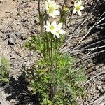 Anemone multifida Habit