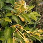 Lonicera hildebrandtiana Flower