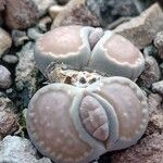 Lithops salicola Levél