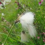 Eriophorum latifolium Blüte