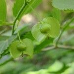 Pteroceltis tatarinowii Fruit