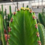 Euphorbia ingens List