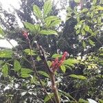 Quassia amara Flower