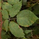 Rubus albiflorus Levél