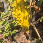 Cynanchum insipidum Frucht