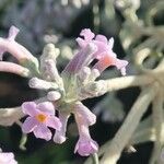 Buddleja salviifolia Λουλούδι