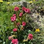 Sempervivum montanumFlower