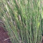 Equisetum × ferrissii Leaf