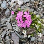Dianthus glacialis Flor