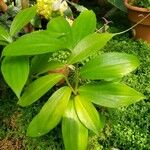 Tapeinochilos ananassae Leaf