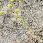 Grindelia squarrosa Foglia