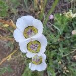 Calochortus gunnisonii Λουλούδι