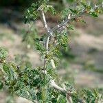 Faidherbia albida Blatt