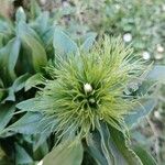 Dianthus barbatusÕis