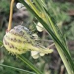 Gomphocarpus integer Fruit